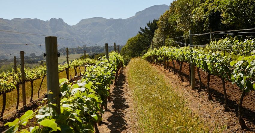 Plantations - Vineyard Plantations in Countryside