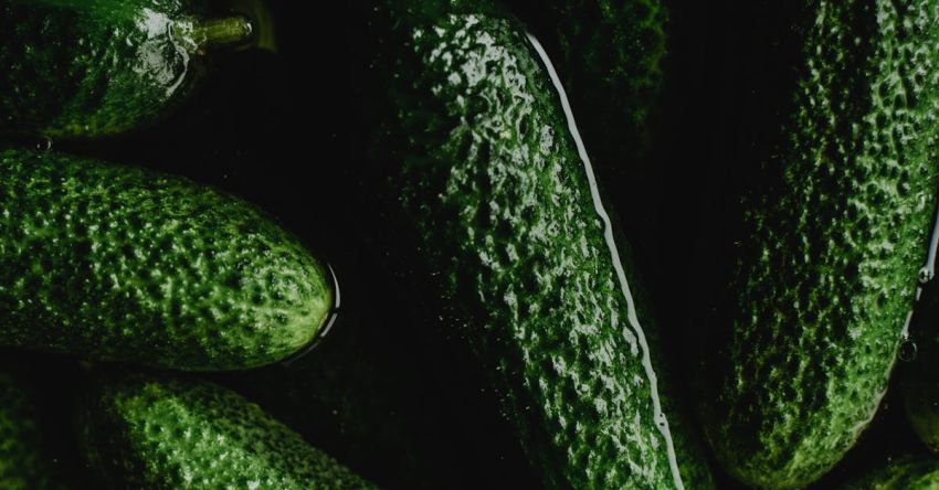 Preservation - Close-Up Photo of Green Cucumbers