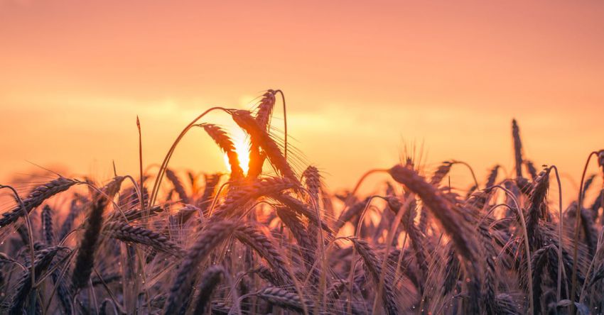 Harvest - Grass Field during Golden Hour