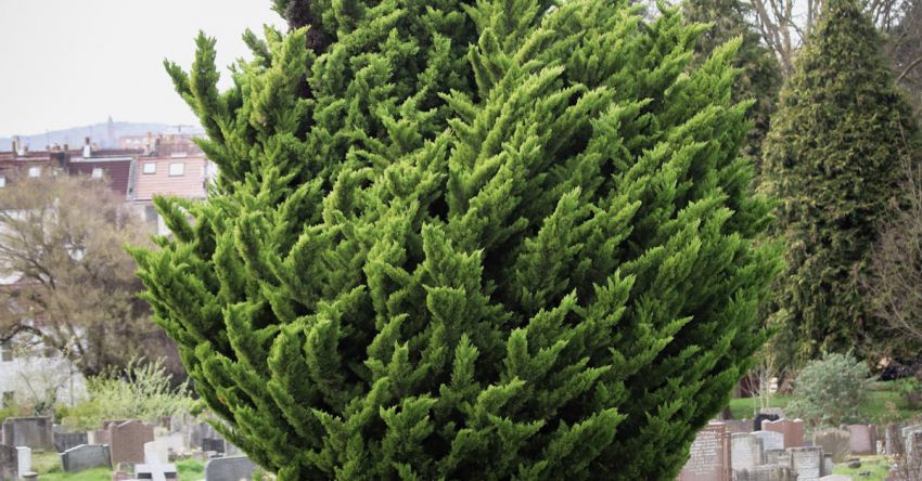 Cemeteries - A large tree in a cemetery with a tombstone